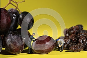Workers Turning Grapes into Raisins