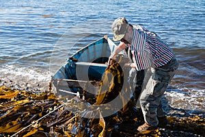 Workers unload seaweed kelp from the boat to shore.