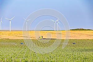 Workers in the vineyard with tractors spraing the grape rows and