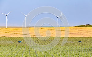 Workers in the vineyard with tractors spraying the grape rows and