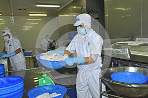 Workers are weighing pangasius fish fillets in a seafood processing plant in Tien Giang, a province in the Mekong delta of Vietnam