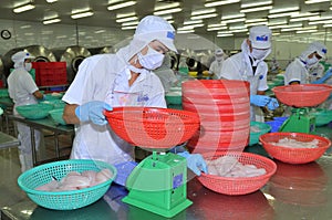 Workers are weighing pangasius fish fillets in a seafood processing plant in Tien Giang, a province in the Mekong delta of Vietnam