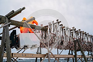 Workers on the wooden stockfish rack in winter.Lofoten, island, Nordland, Norway