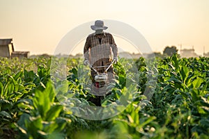 A Workers work on the tobacco plantations using tillers to eradicate pests and fertilize the tobacco fields. ploughing soil photo