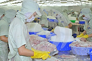 Workers are working in a seafood processing plant in Tien Giang, a province in the Mekong delta of Vietnam