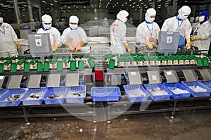 Workers are working with a shrimp sizing machine in a processing plant in Hau Giang, a province in the Mekong delta of Vietnam