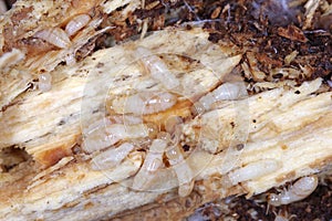 Workers of Yellownecked dry-wood termite Kalotermes flavicollis