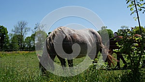 Workhorse grazing in the meadow