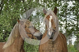 Workhorse. Grazing in the pasture. Meadow