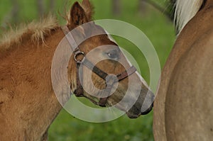 Workhorse. Grazing in the pasture. Meadow