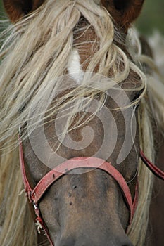 Workhorse. Grazing in the pasture. Meadow