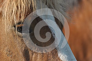 Workhorse. Grazing in the pasture. Meadow in the valley