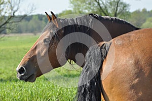 Workhorse. Grazing in the pasture. Meadow in the valley of the Bug