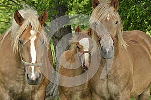 Workhorse. Grazing in the pasture. Meadow in the valley of the Bug