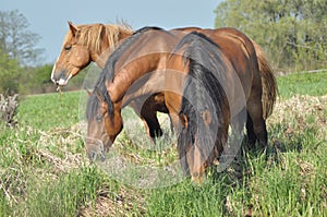 Workhorse. Grazing in the pasture. Meadow in the valley of the Bug