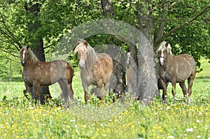 Workhorse. Grazing in the pasture. Meadow in the valley of the Bug