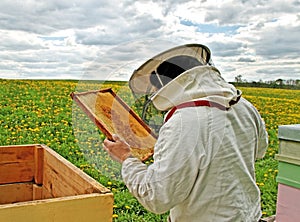 Working apiarist.