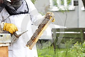 Working apiarist