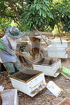 Working apiarist and frame with bees