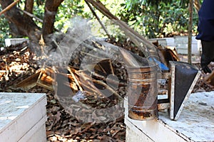 Working apiarist and frame with bees