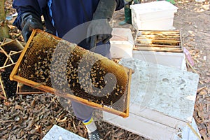 Working apiarist and frame with bees
