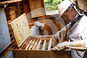 Working apiarist