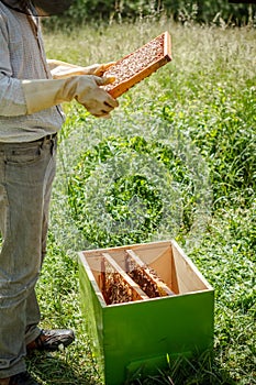 Working apiarist