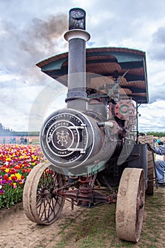 Working Aultman & Taylor steam tractor at Wooden Shoe tulip farm