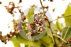 Bee pollinating flowers photo