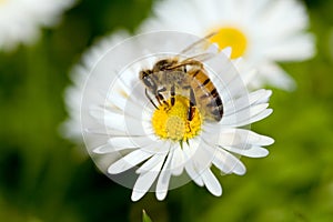 En negocios miel de abeja 