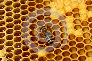 Working bee photo