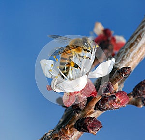 Working bee closeup