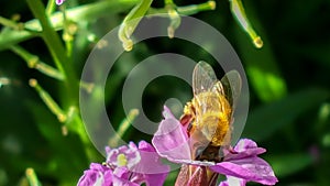 Working bee collecting pollen in a country garden from pink flow