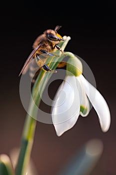 A working bee collecting pollen on a white snowdrop flower