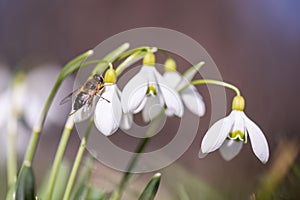 A working bee collecting pollen on a white snowdrop flower