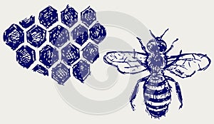 Working bee on honeycells