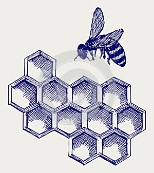 Working bee on honeycells