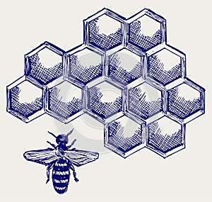 Working bee on honeycells