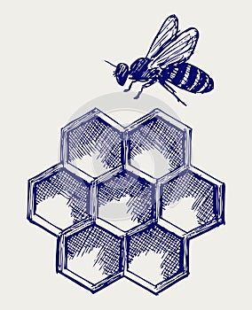 Working bee on honeycells