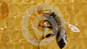 Working bee on honeycomb. Beehive, wax cells with honey and honeybee, macro