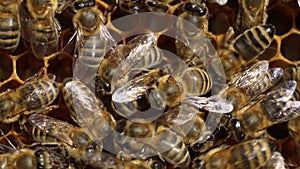 Working bee on honeycomb. Beehive, wax cells with honey and honeybee, macro