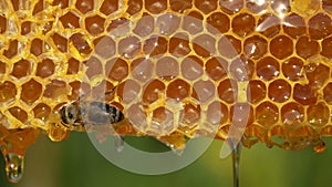 Working bee on honeycomb. Beehive, wax cells with honey and honeybee, macro