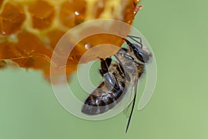 Working bee on honeycomb, closeup. Colony of bees in apiary. Beekeeping in countryside. Macro shot with in a hive in a honeycomb,