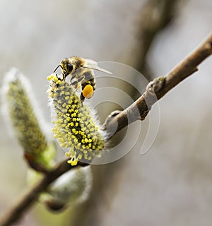 Working bee with pollen