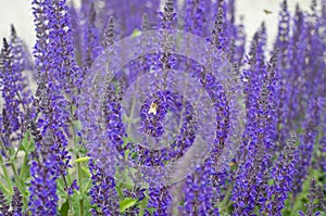 A working bee in the purple flowers