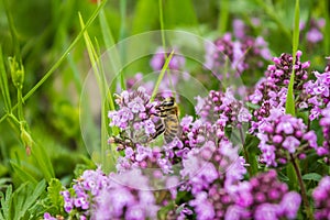 Working bee in Thymus herbal meadow