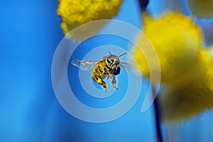 Working bee on a willow tree