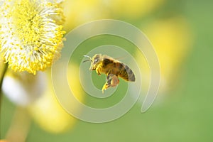 Working bee on a willow tree