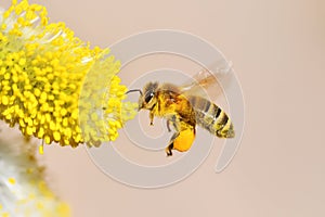 Working bee on a willow tree