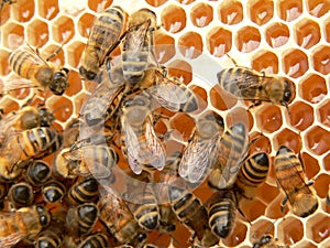 Working bees photo